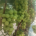 山东潍坊贵妃玫瑰葡萄开园，串大型美！口感甘甜，芳香！
