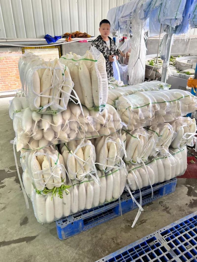 AAA湖北天门白萝卜种植基地，提供清洗，打冷，分拣，发货