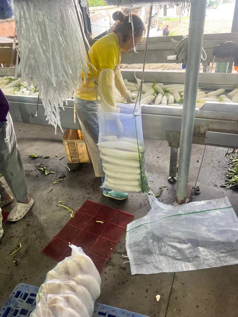 AAA湖北天门白萝卜种植基地，提供清洗，打冷，分拣，发货