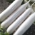 AAA湖北天门白萝卜种植基地,提供清洗,打冷,分拣,发货