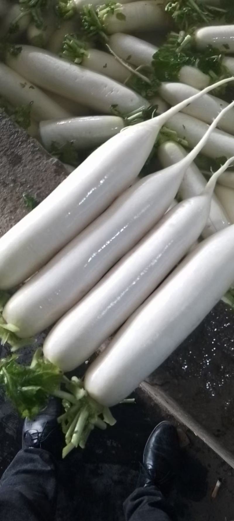 AAA湖北天门白萝卜种植基地，提供清洗，打冷，分拣，发货