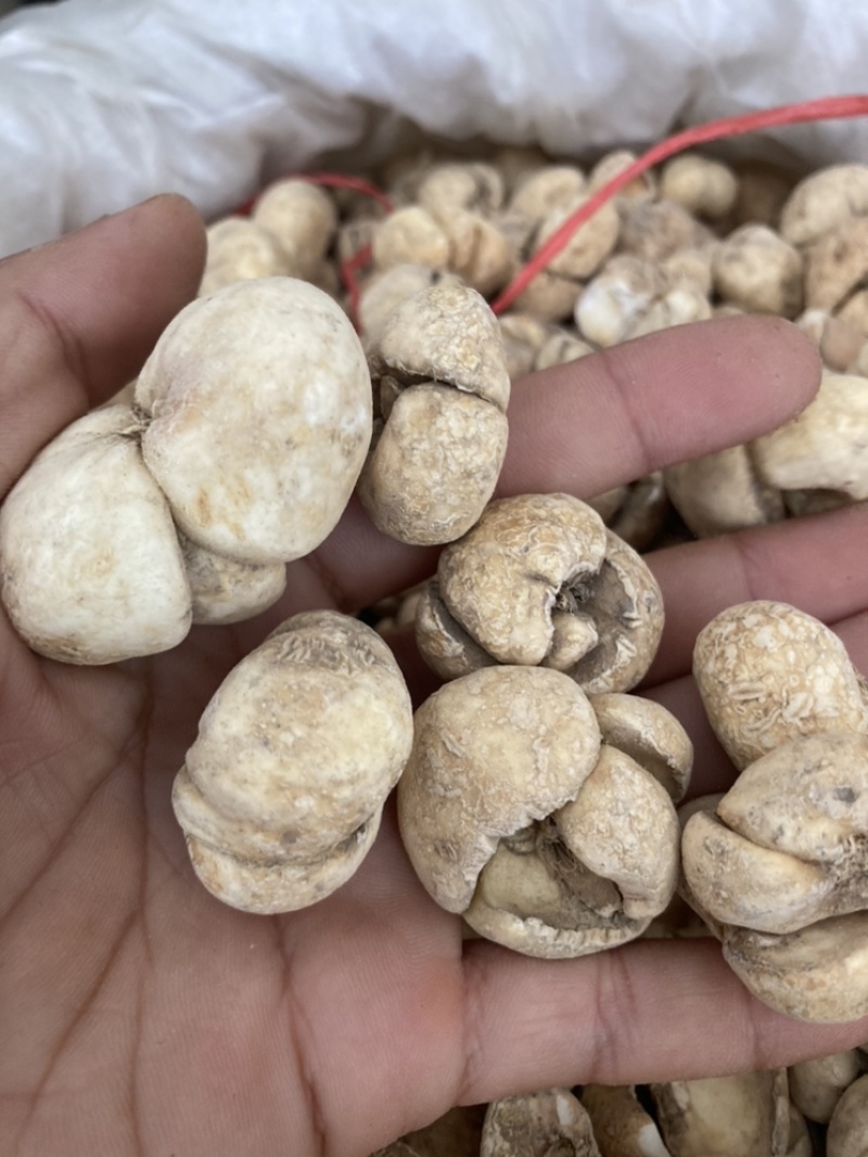 贝母浙贝母，现货再售相中货的朋友可商议价格