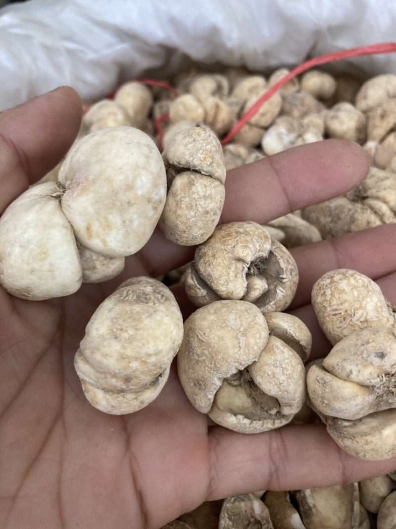 贝母浙贝母，现货再售相中货的朋友可商议价格