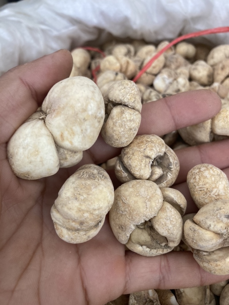 贝母浙贝母，现货再售相中货的朋友可商议价格