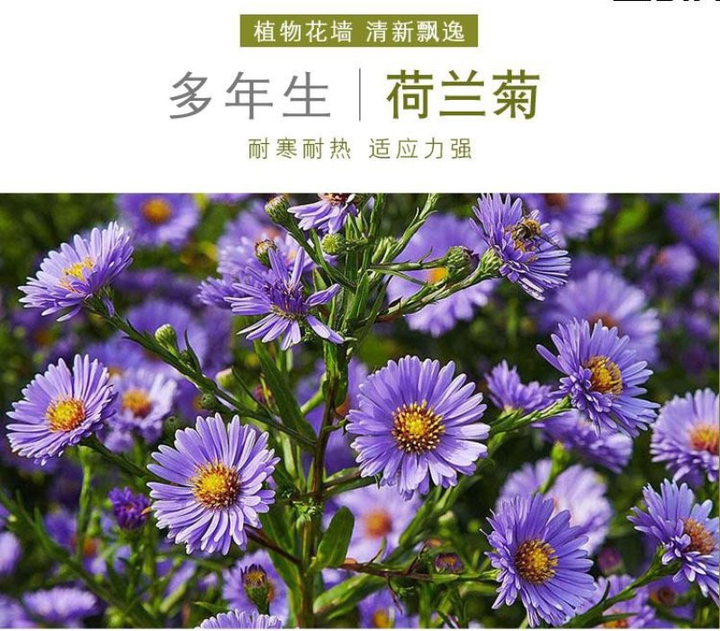 宿根荷兰菊种子矮生耐寒易活四季花种籽喜阴花籽室外庭院花种