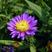 宿根荷兰菊种子矮生耐寒易活四季花种籽喜阴花籽室外庭院花种