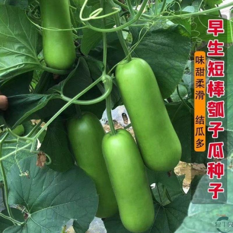 短瓠一号瓠子种子高产厚肉短棒瓠子种子籽菜用蒲瓜春秋种子