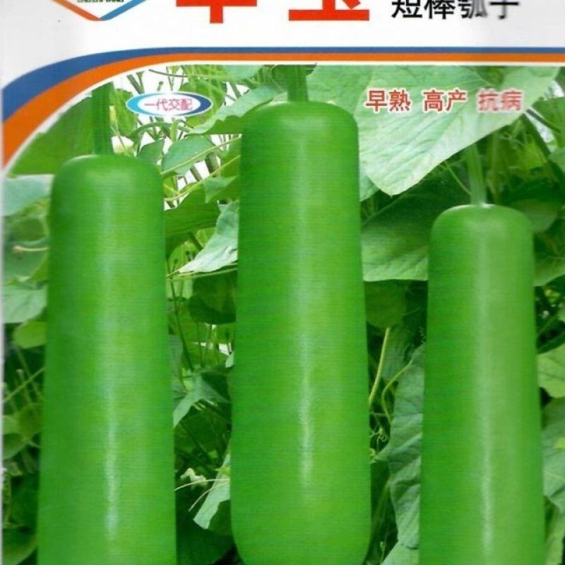 短瓠一号瓠子种子高产厚肉短棒瓠子种子籽菜用蒲瓜春秋种子