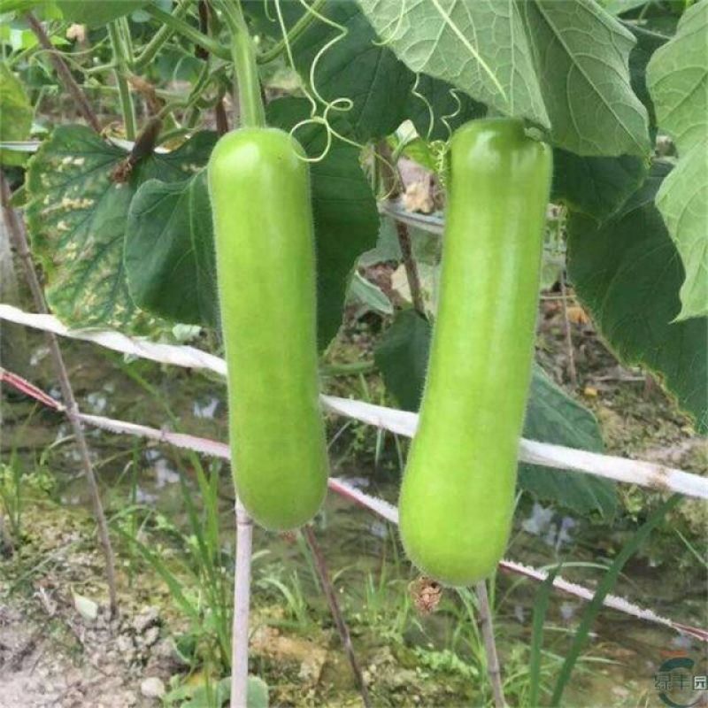 短瓠一号瓠子种子高产厚肉短棒瓠子种子籽菜用蒲瓜春秋种子