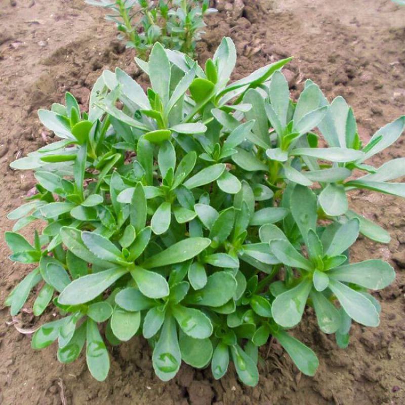 养心菜高钙救心菜种子可食用野菜四季播阳台盆栽特色保健蔬菜