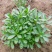 养心菜高钙救心菜种子可食用野菜四季播阳台盆栽特色保健蔬菜