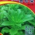 养心菜高钙救心菜种子可食用野菜四季播阳台盆栽特色保健蔬菜