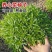 养心菜高钙救心菜种子可食用野菜四季播阳台盆栽特色保健蔬菜