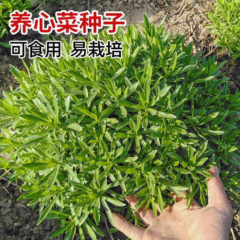 养心菜高钙救心菜种子可食用野菜四季播阳台盆栽特色保健蔬菜