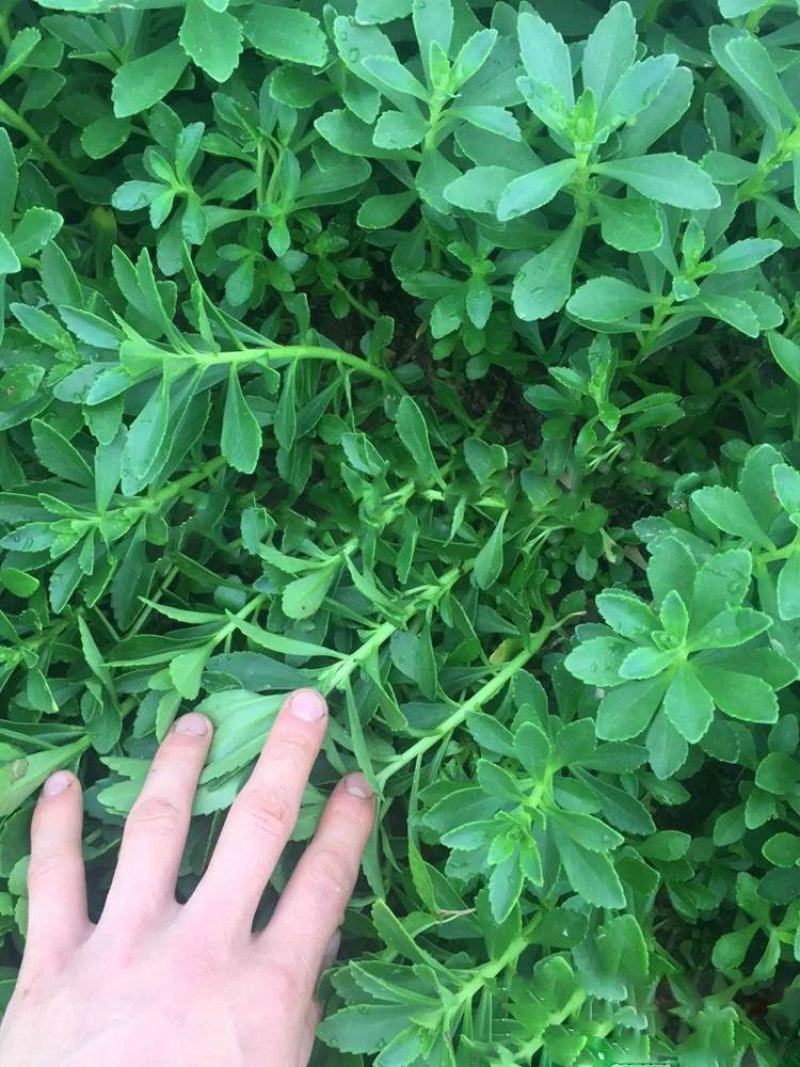 养心菜高钙救心菜种子可食用野菜四季播阳台盆栽特色保健蔬菜