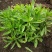 养心菜高钙救心菜种子可食用野菜四季播阳台盆栽特色保健蔬菜