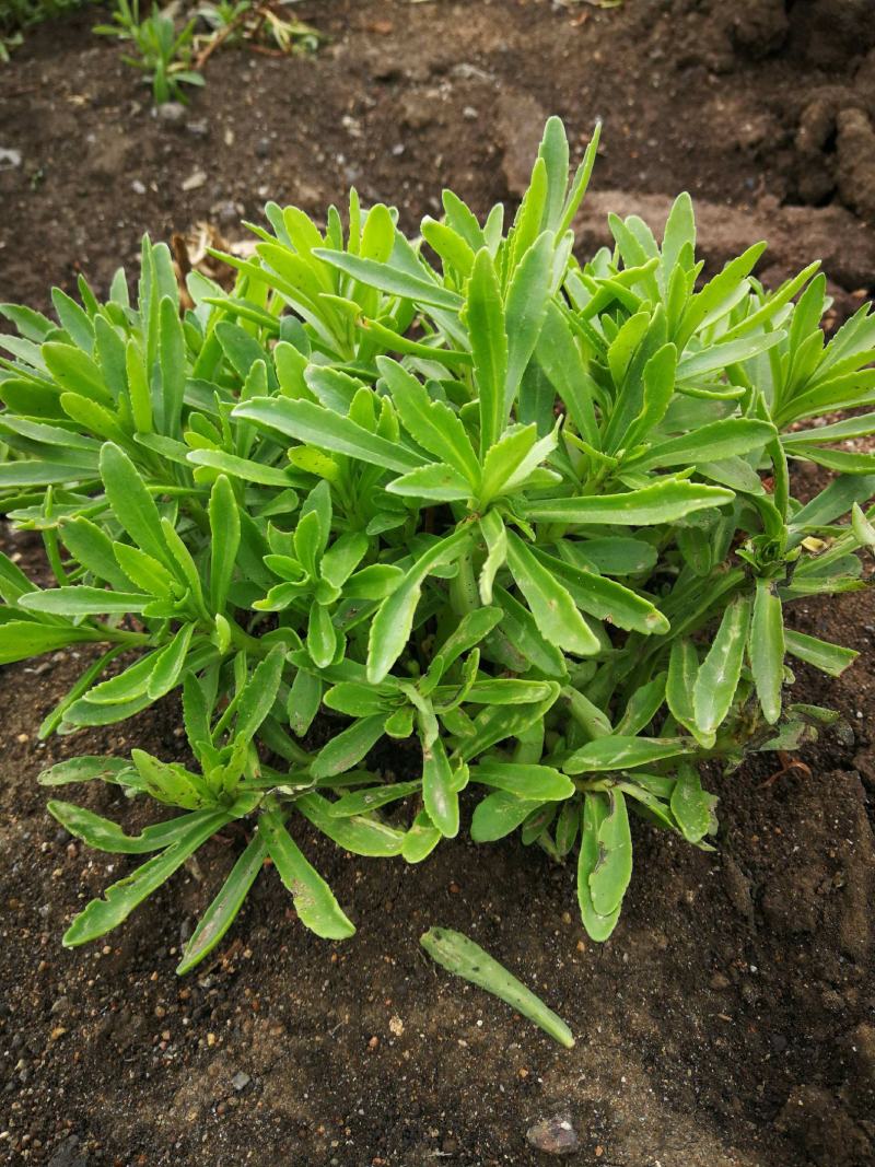 养心菜高钙救心菜种子可食用野菜四季播阳台盆栽特色保健蔬菜