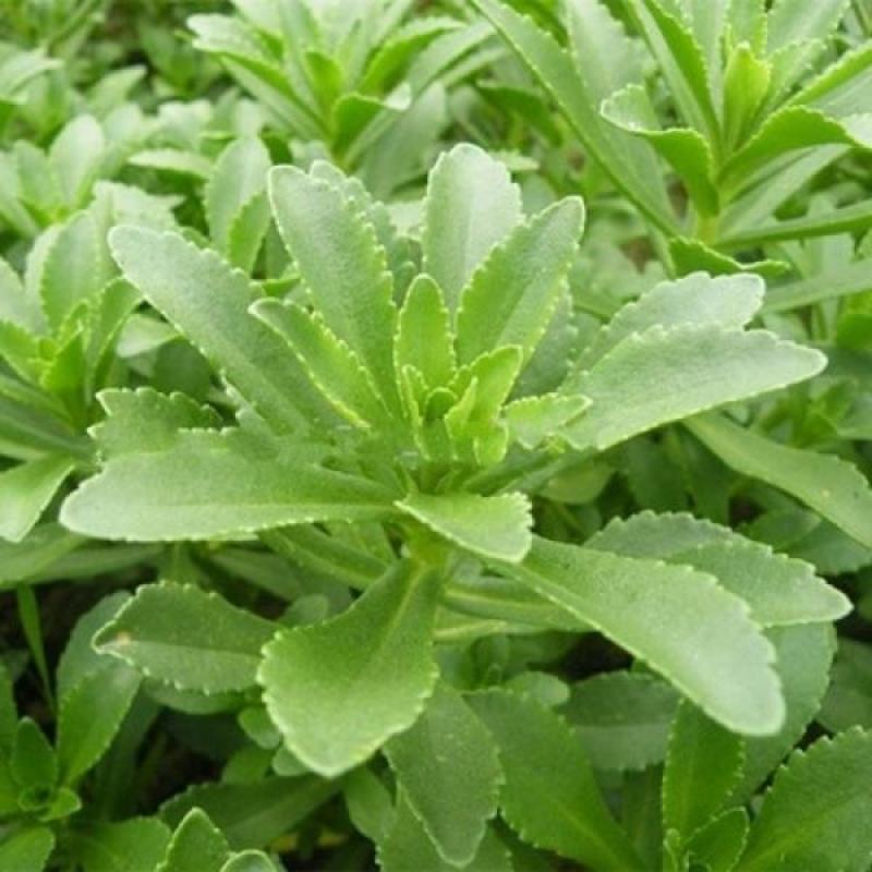 养心菜高钙救心菜种子可食用野菜四季播阳台盆栽特色保健蔬菜