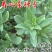 养心菜高钙救心菜种子可食用野菜四季播阳台盆栽特色保健蔬菜