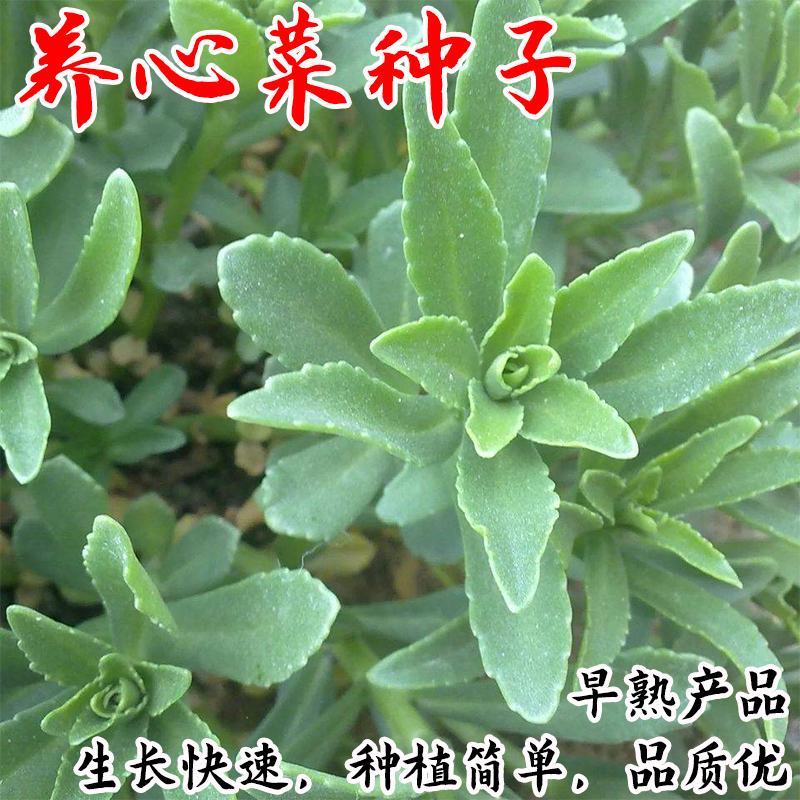 养心菜高钙救心菜种子可食用野菜四季播阳台盆栽特色保健蔬菜