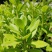 养心菜高钙救心菜种子可食用野菜四季播阳台盆栽特色保健蔬菜