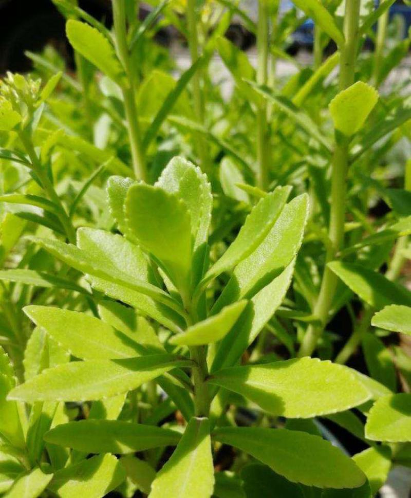 养心菜高钙救心菜种子可食用野菜四季播阳台盆栽特色保健蔬菜