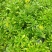 养心菜高钙救心菜种子可食用野菜四季播阳台盆栽特色保健蔬菜