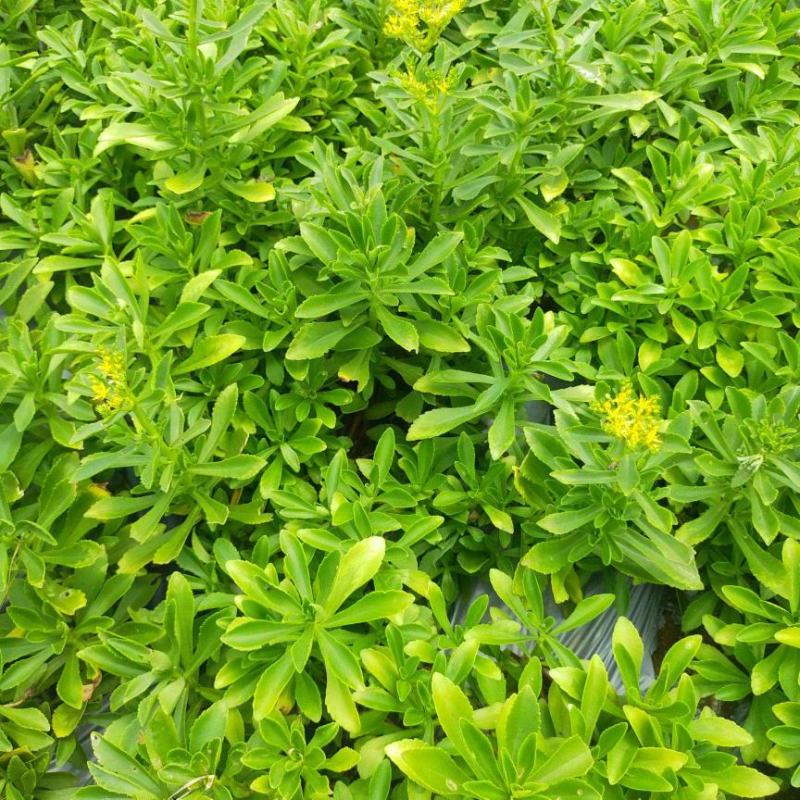 养心菜高钙救心菜种子可食用野菜四季播阳台盆栽特色保健蔬菜