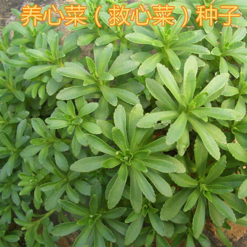 养心菜高钙救心菜种子可食用野菜四季播阳台盆栽特色保健蔬菜