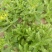 养心菜高钙救心菜种子可食用野菜四季播阳台盆栽特色保健蔬菜