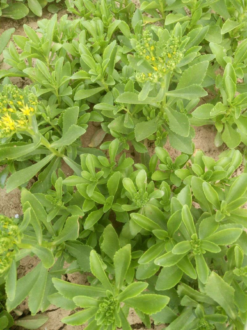 养心菜高钙救心菜种子可食用野菜四季播阳台盆栽特色保健蔬菜