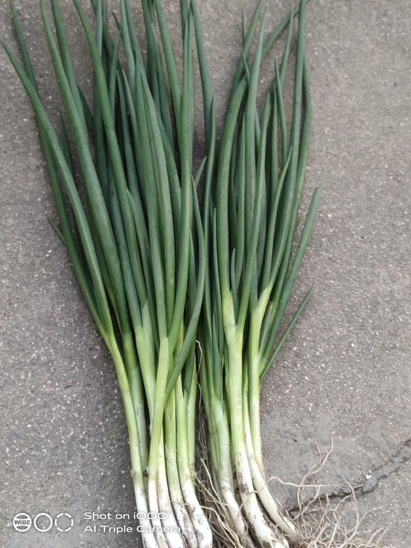 小香葱，无蓝粉黑葱，大量上市根据客户的需求，现菜现发