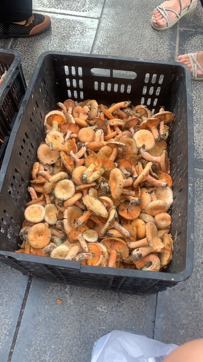 贵州纯野生牛肝菌，枞树菌