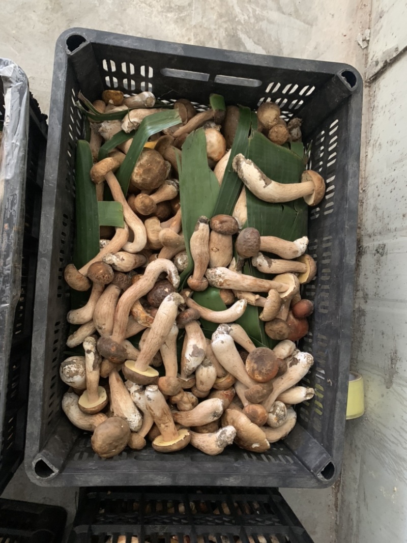 贵州纯野生牛肝菌，枞树菌