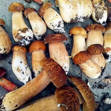 贵州纯野生牛肝菌，枞树菌