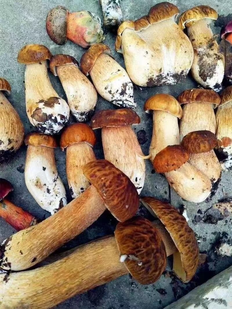 贵州纯野生牛肝菌，枞树菌