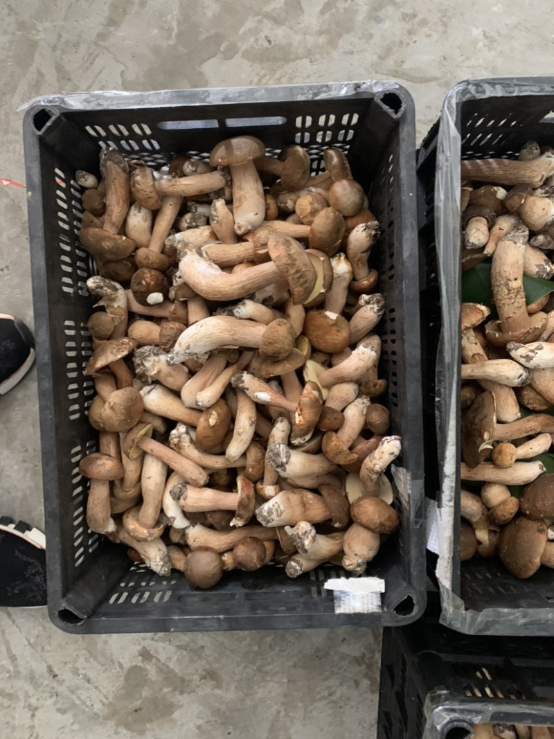 贵州纯野生牛肝菌，枞树菌