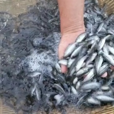 鲈鱼苗/加州鲈鱼苗/优鲈三号/工厂化鲈鱼苗