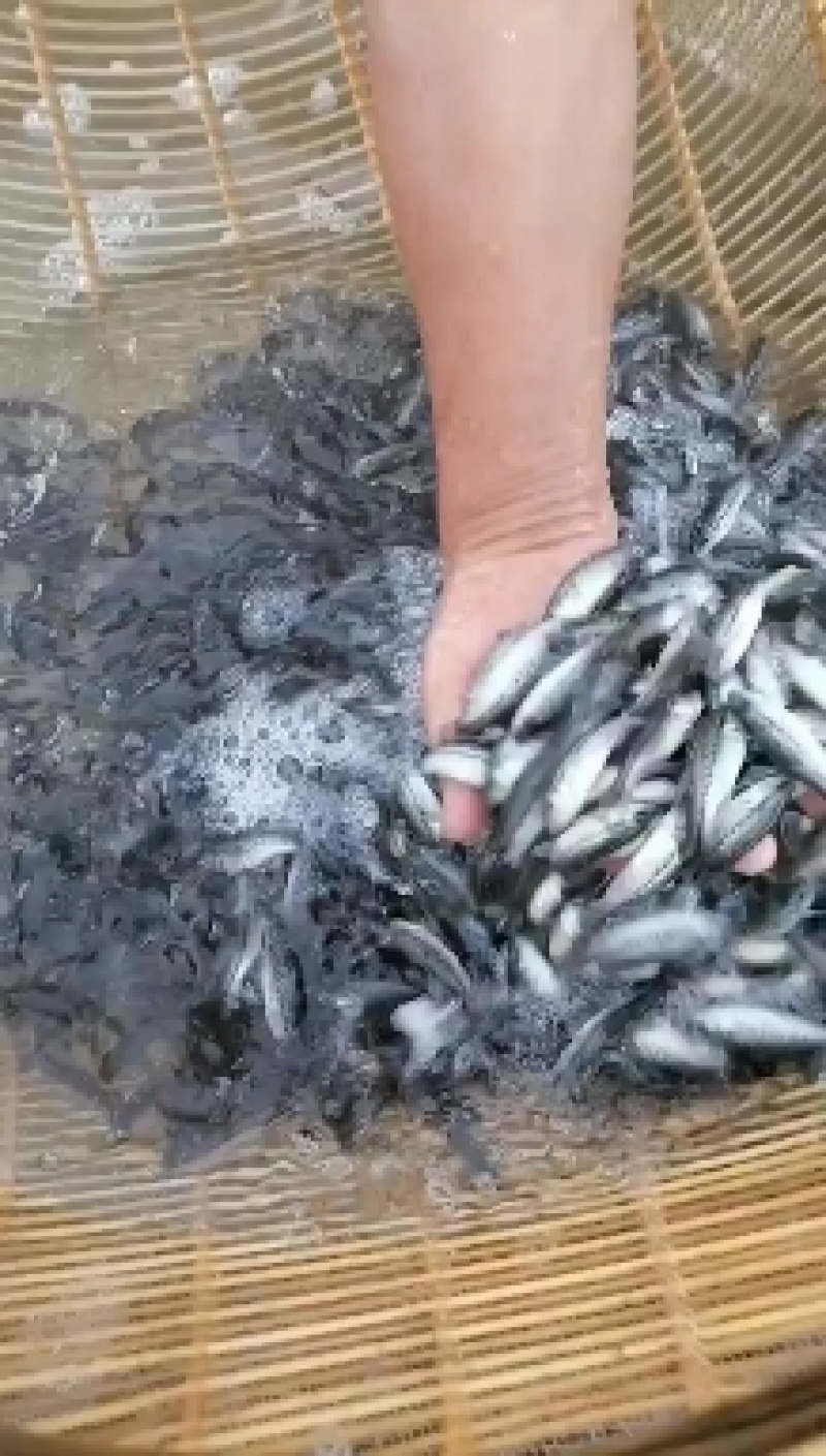 鲈鱼苗/加州鲈鱼苗/优鲈三号/工厂化鲈鱼苗