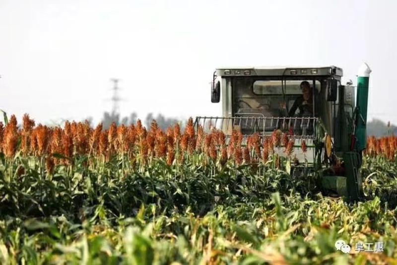 冀酿二号糯高粱生产基地大量供应货源充足质量保证