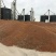 冀酿二号糯高粱生产基地大量供应货源充足质量保证