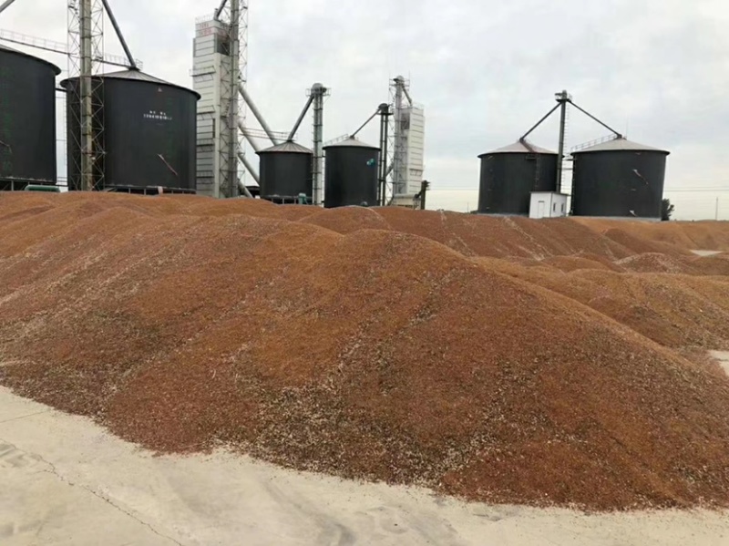 冀酿二号糯高粱生产基地大量供应货源充足质量保证