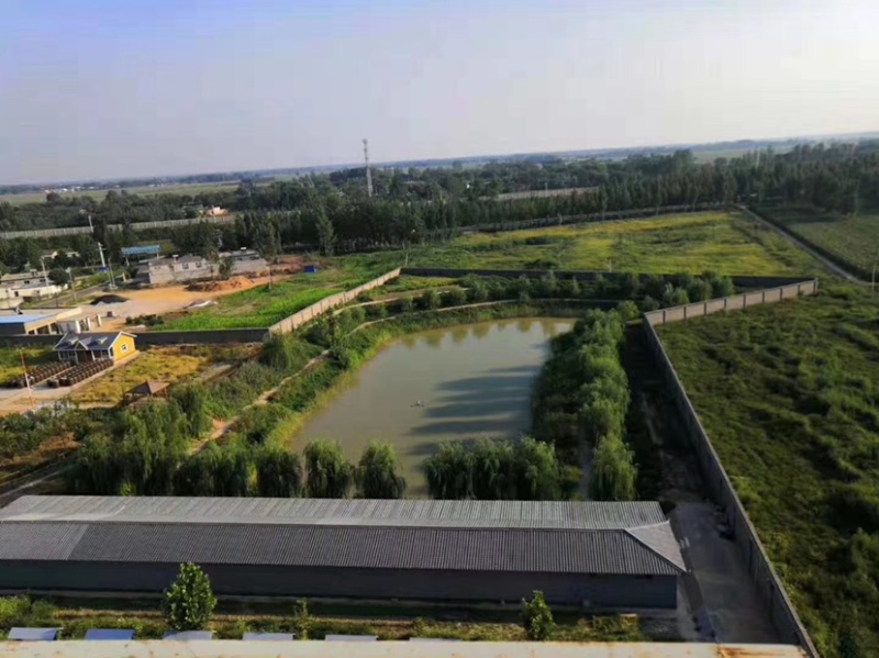冀酿二号糯高粱生产基地大量供应货源充足质量保证