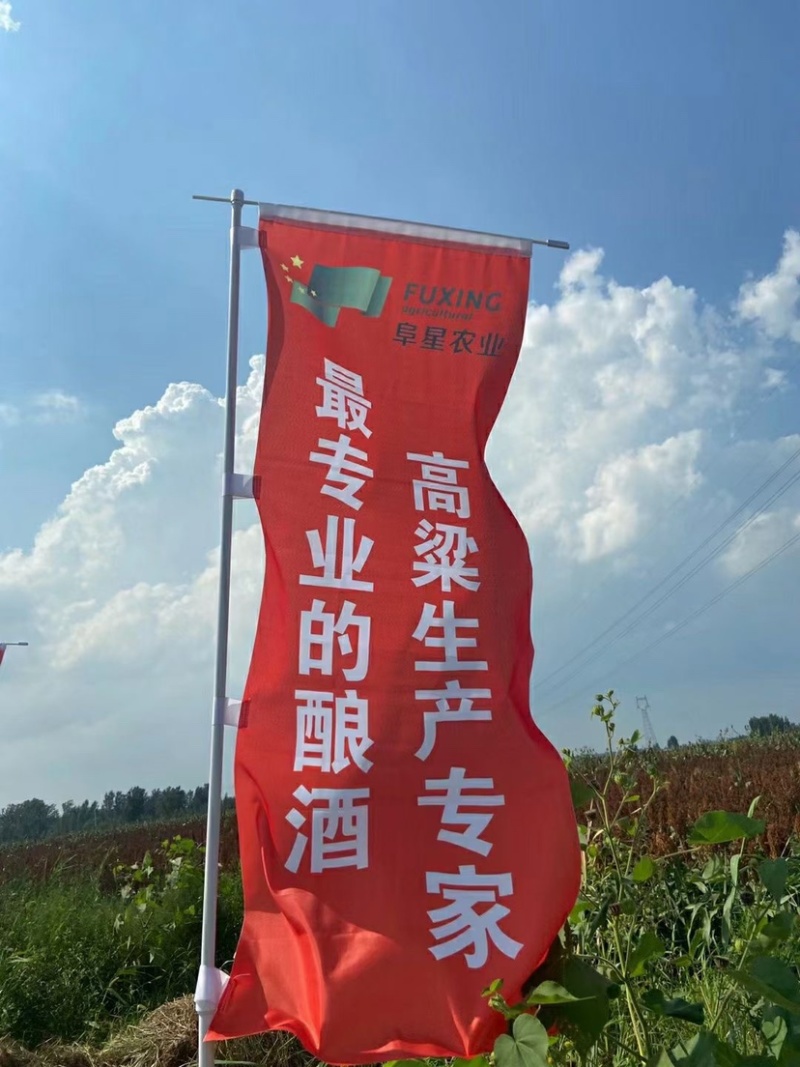 冀酿二号糯高粱生产基地大量供应货源充足质量保证
