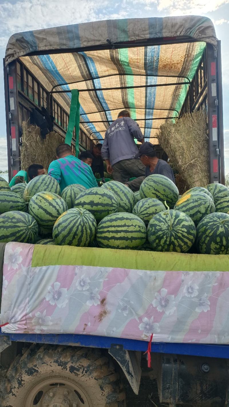 凌海市陆地大棚西瓜种植面积大基地直发全国供应货源充足