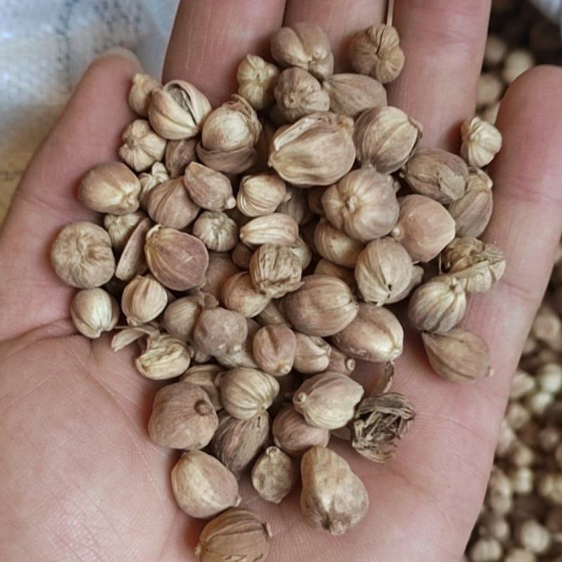 白豆蔻白蔻鲁舜泽中药材商行中药材香辛料