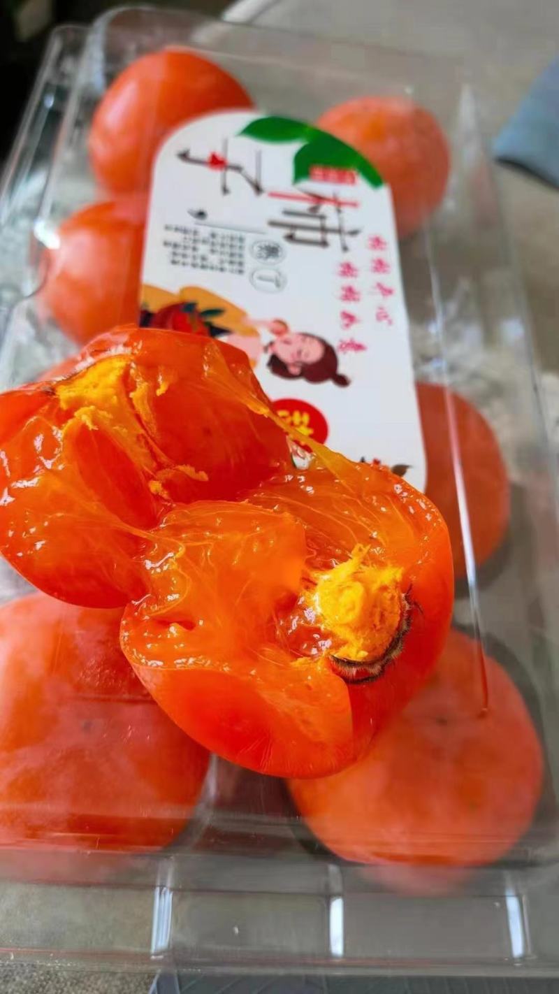 1~2公分无籽小蜜罐柿子树苗，以及柿子盆景树苗