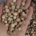 白豆蔻白蔻鲁舜泽中药材商行中药材香辛料