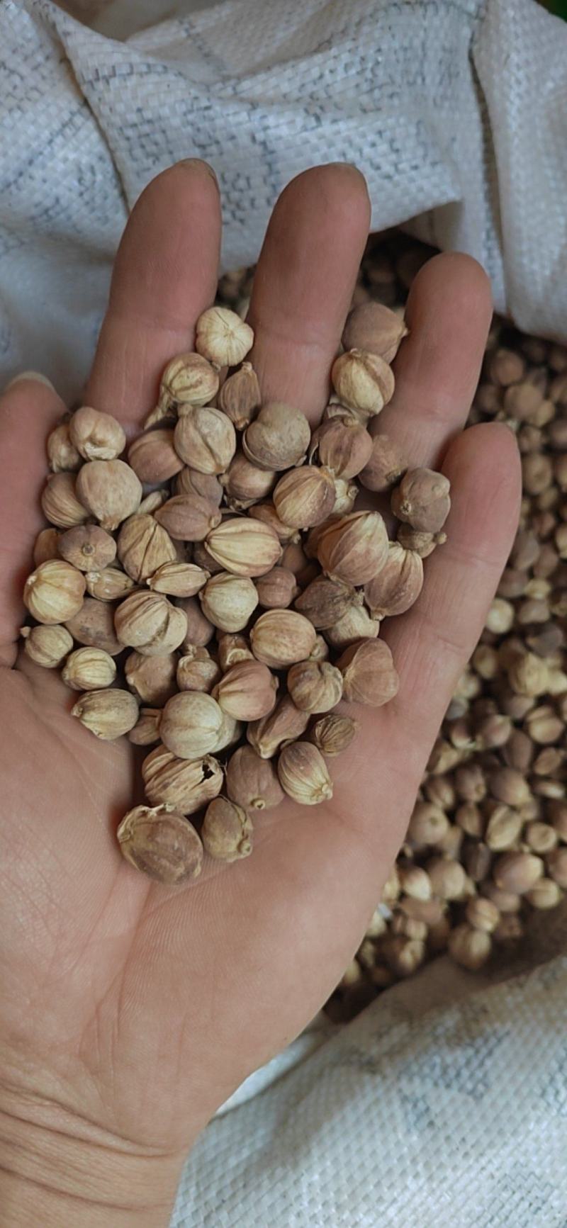 白豆蔻白蔻鲁舜泽中药材商行中药材香辛料