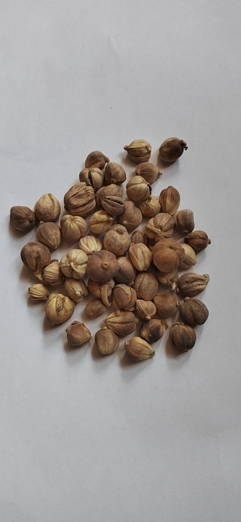 白豆蔻白蔻鲁舜泽中药材商行中药材香辛料